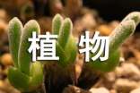 植物妈妈有办法教学反思15篇