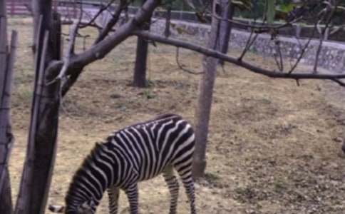 �������ð����߳����鷶��