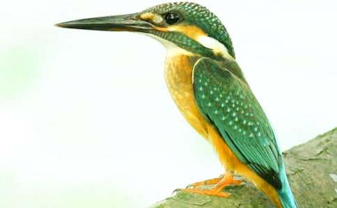 �����񡷽�ѧ��˼(�ϼ�15ƪ)