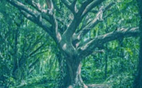 《小草和大树》读后感15篇(实用)