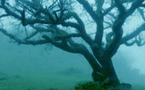 С�ݺʹ�������з���