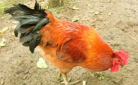 һ�꼶�²ᡶС������СѼ�ӡ���ѧ��˼