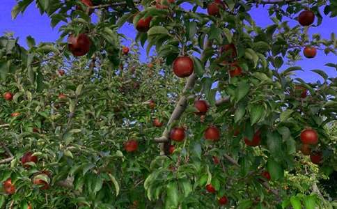 ��԰������˵�θ�