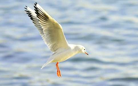 ��Ÿ����ɭ����У���ȫ15ƪ��