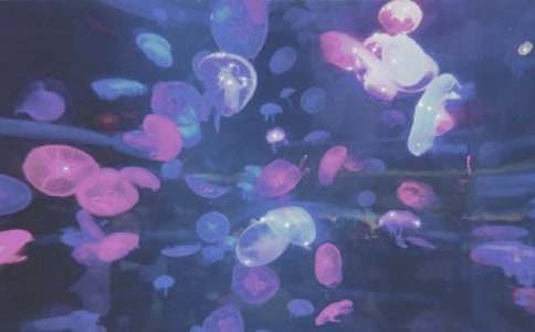 ����԰���δ�