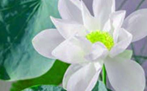 ���ɻ���˵�θ壨������