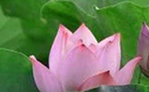 最新《荷花》教学反思(通用5篇)