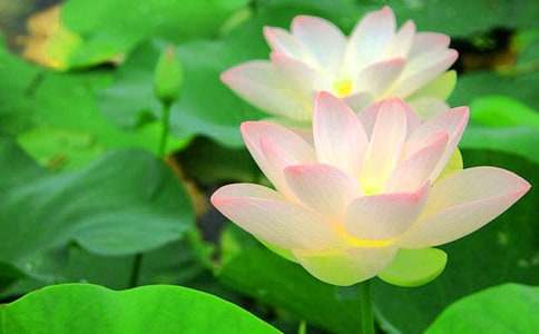 ���ɻ�����ѧ��˼���ϼ���