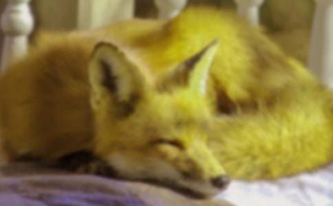 �����˲���ĺ���ְ֡��ибر�[15ƪ]