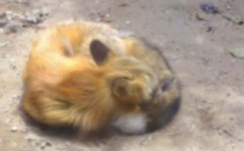 �˲���ĺ���ְֶ���У�ͨ��61ƪ��