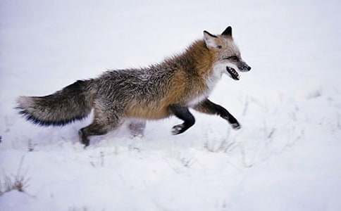 ����һֻ���깷�����