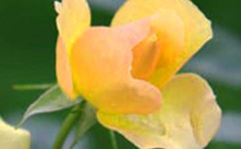 �������Ļ�������