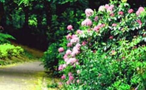 ���˵Ļ�԰˵�θ�