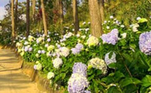 《神奇的花园》读后感(通用20篇)