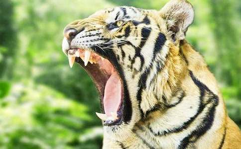 小老虎历险记读后感