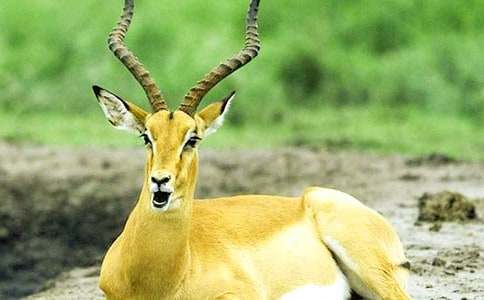 《羚羊木雕》读后感汇编15篇