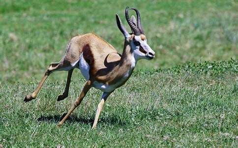 《羚羊木雕》读后感