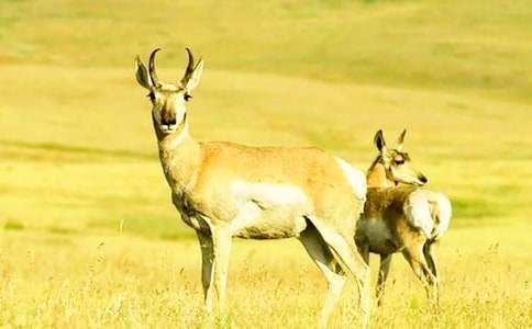 ����ľ������