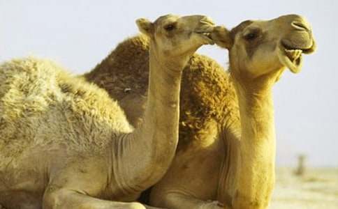 ���պ���˵�θ�