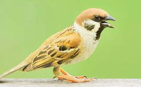 ��ȸ�����15ƪ���ϼ���