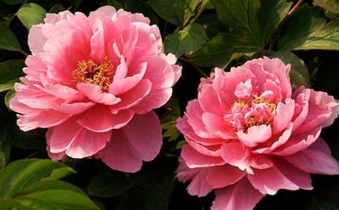 ����ĵ���ľܾ����и�