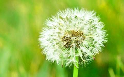 蒲公英的梦教学反思(精选15篇)