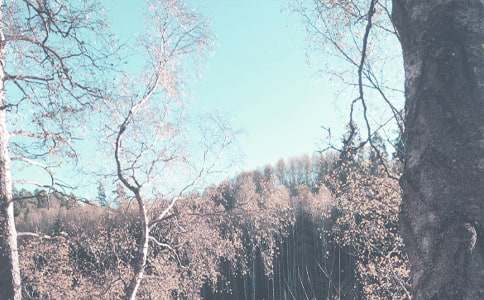 �＾Сѧ�̵��������ܽ�(9ƪ)