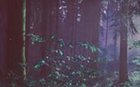 六年级森林报读后感