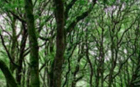 ����ɭ����Դ�Ľ�����