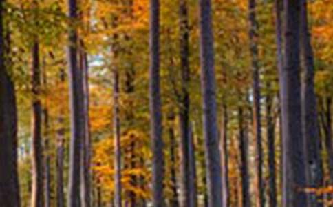 άҲ��ɭ�ֵĹ��¶����