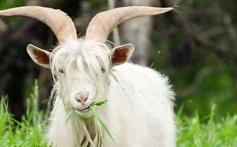 山羊不吃天堂草读后感汇编15篇