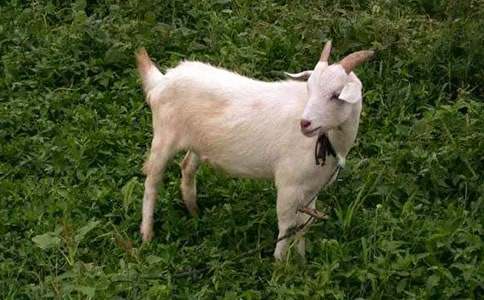 《山羊不吃天堂草》读后感汇总(15篇)