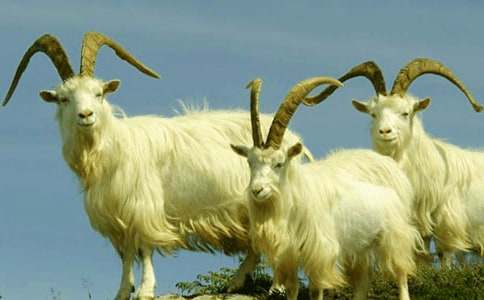 山羊不吃天堂草读后感(通用15篇)