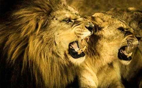 ��¬���ŵ�ʨ�ӡ��Ľ�ѧ��˼