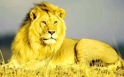 狮子王观后感【精】