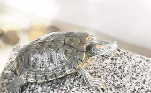 ������С�ڹ꡷�����11ƪ