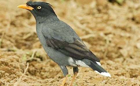 ��ѻ��ˮ��ѧ��˼(�ϼ�15ƪ)