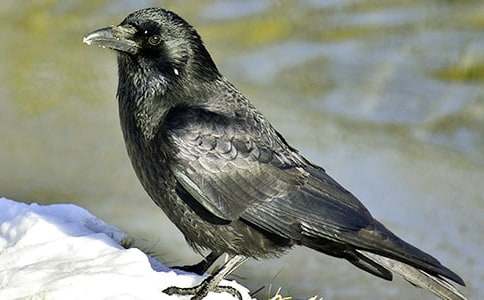 ��ѻ��ˮ��ѧ��˼����15ƪ