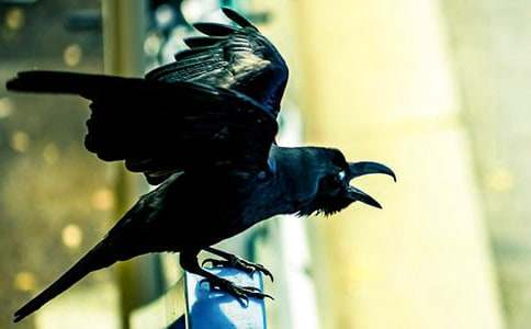 ������ѻ���ھӡ������11ƪ