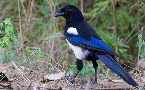 《树和喜鹊》教学反思范文(精选8篇)