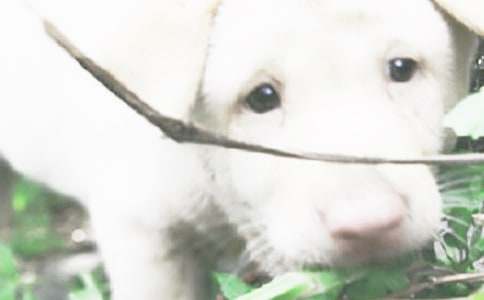 ��С��ǮǮ������з���