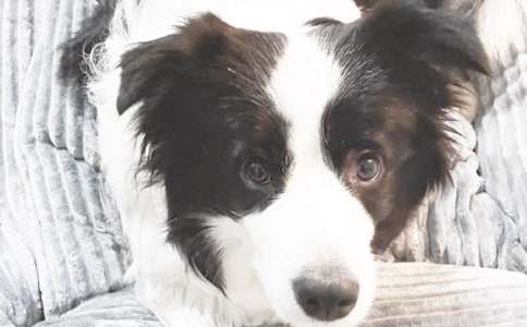 ��С��ǮǮ�������