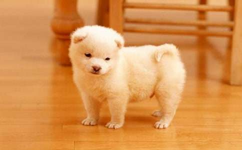 小狗圆舞曲教学反思