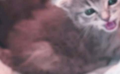 2020���ġ����޶�������Сè����ѧ��˼