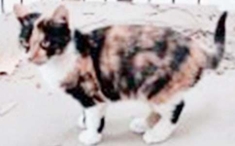 《小猫刮胡子》教学反思