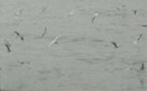 ���ġ���С�񡷽�ѧ��˼