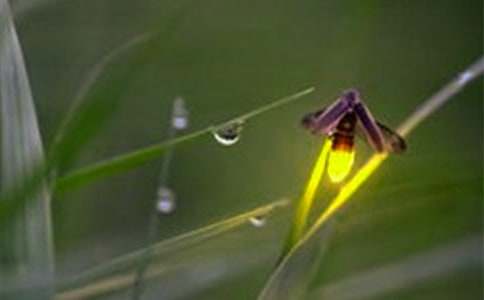 再见萤火虫观后感