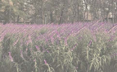 ֲ��԰�ۺ��ͨ��15ƪ