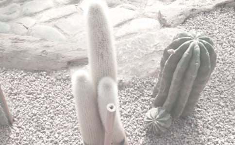 ֲ��԰�ۺ��14ƪ