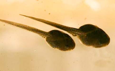 С�ࡶС��������衷��ѧ��˼���ģ�ͨ��5ƪ��